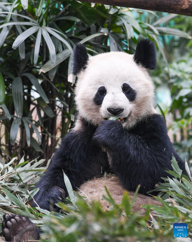 4 giant pandas meet public at Locajoy animal theme park in Chongqing