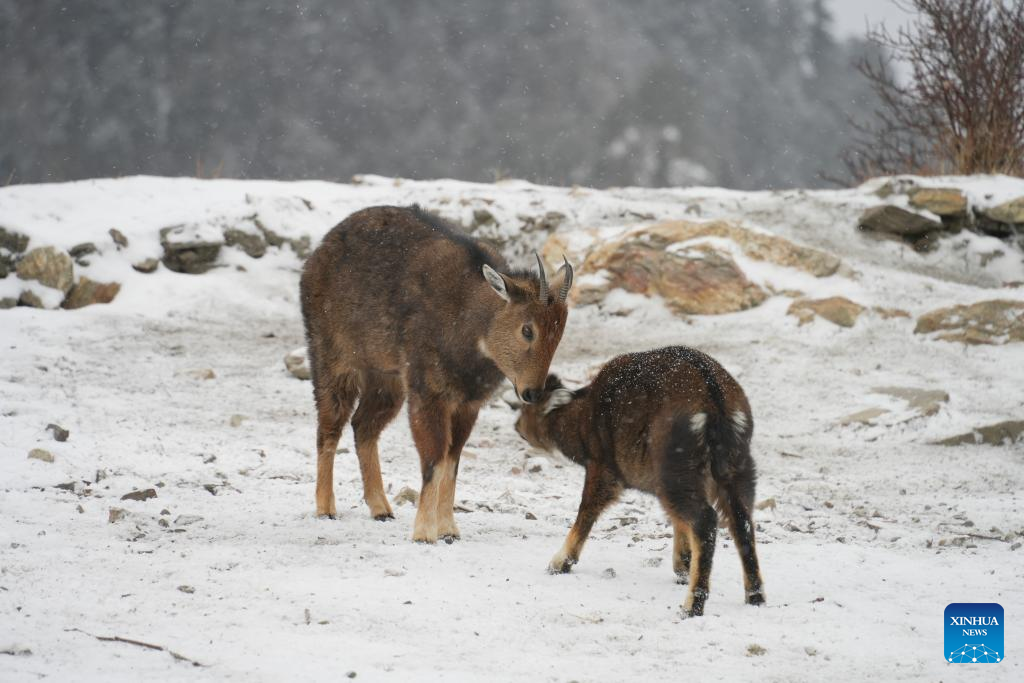 Rare animals seen in China's Xizang