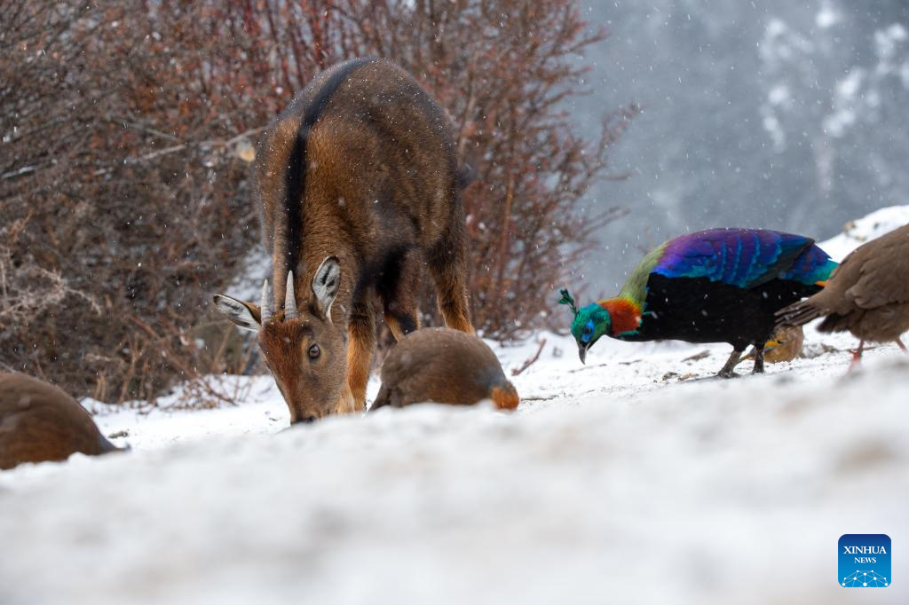 Rare animals seen in China's Xizang