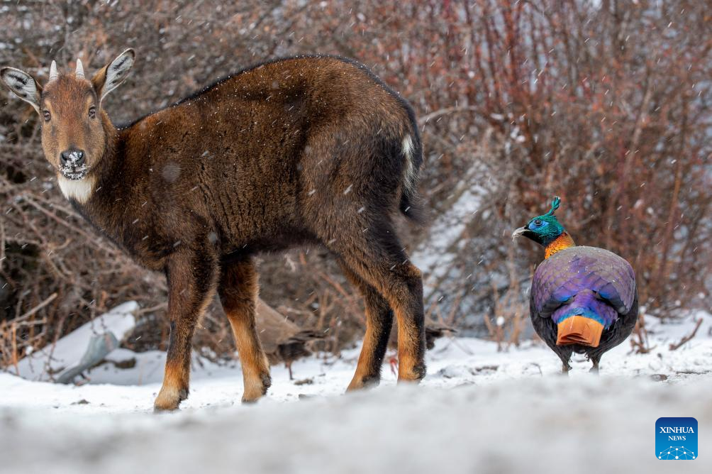 Rare animals seen in China's Xizang