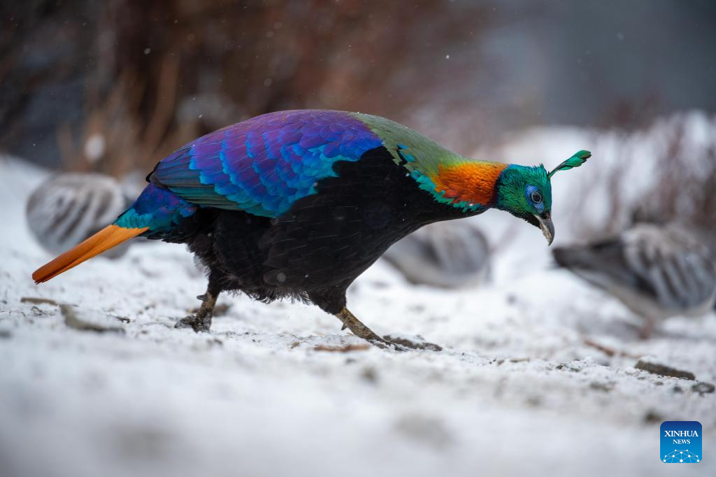 Rare animals seen in China's Xizang