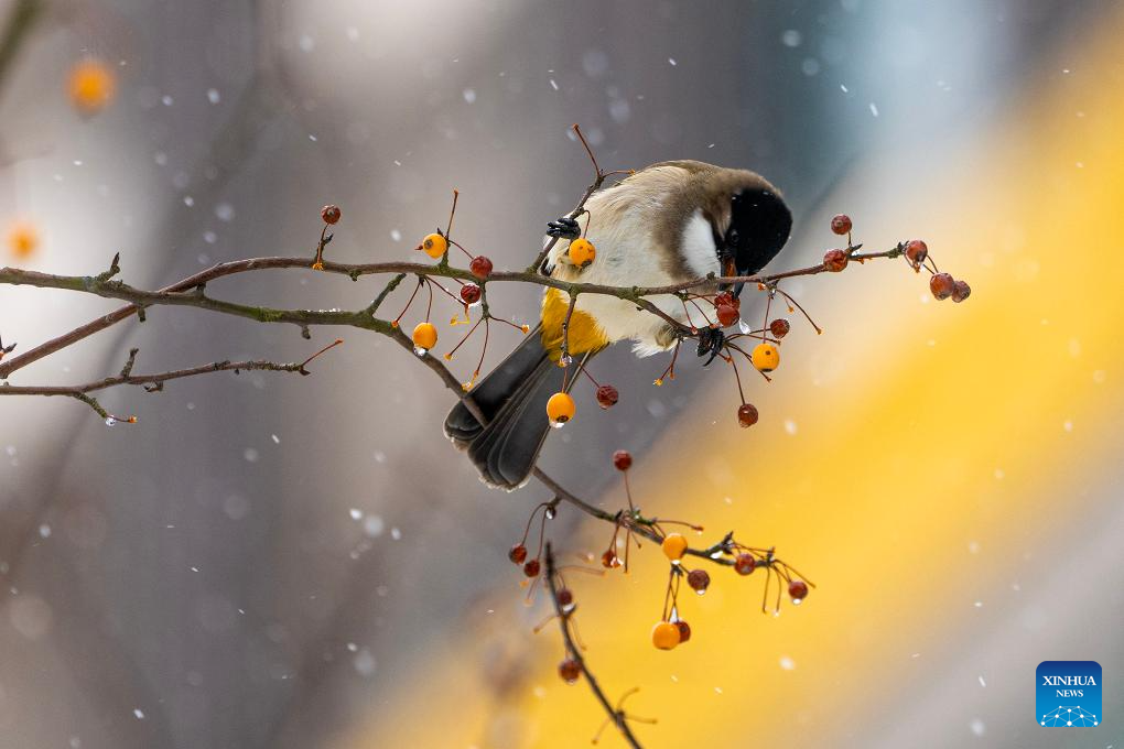 Snow scenery across China