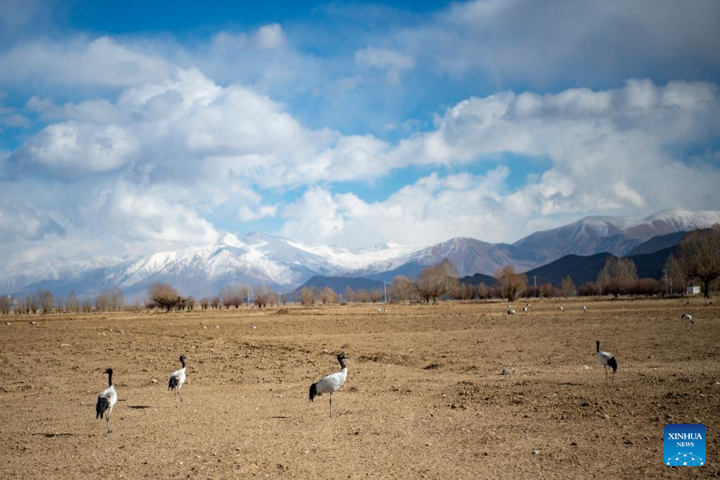 Black-necked cranes seen in Xigaze City, SW China