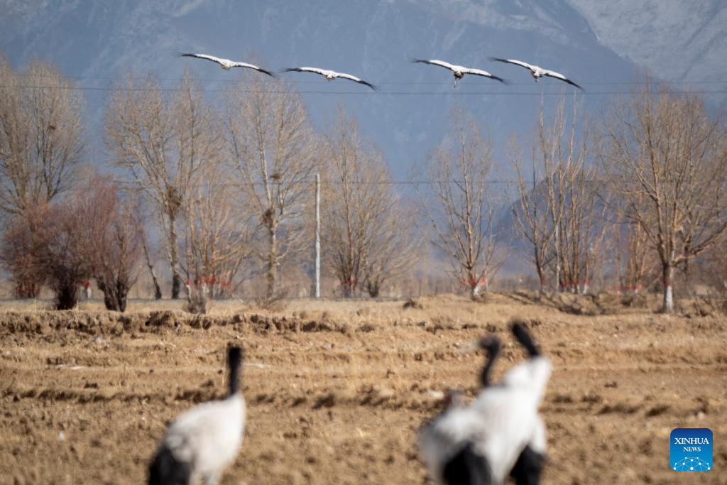 Black-necked cranes seen in Xigaze City, SW China