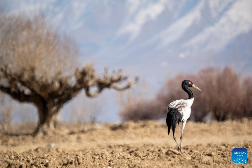 Black-necked cranes seen in Xigaze City, SW China