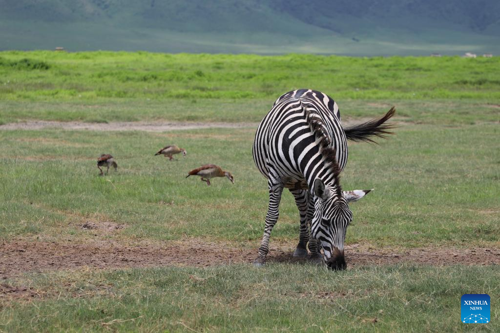 In pics: Ngorongoro Conservation Area in Tanzania