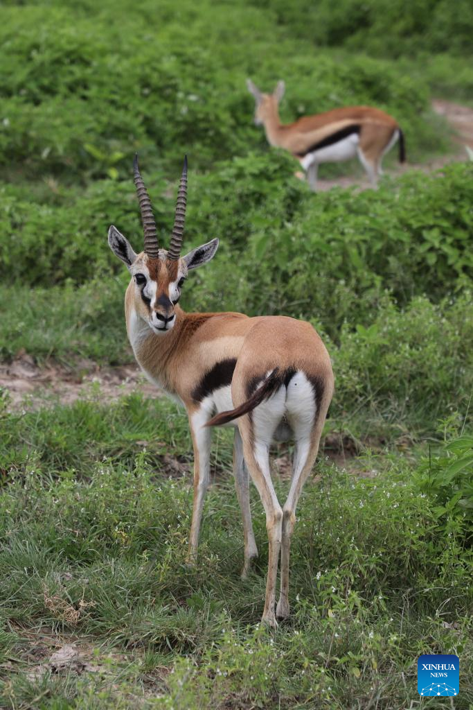 In pics: Ngorongoro Conservation Area in Tanzania