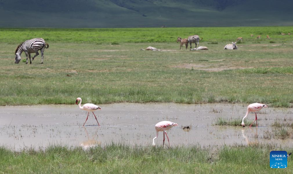 In pics: Ngorongoro Conservation Area in Tanzania