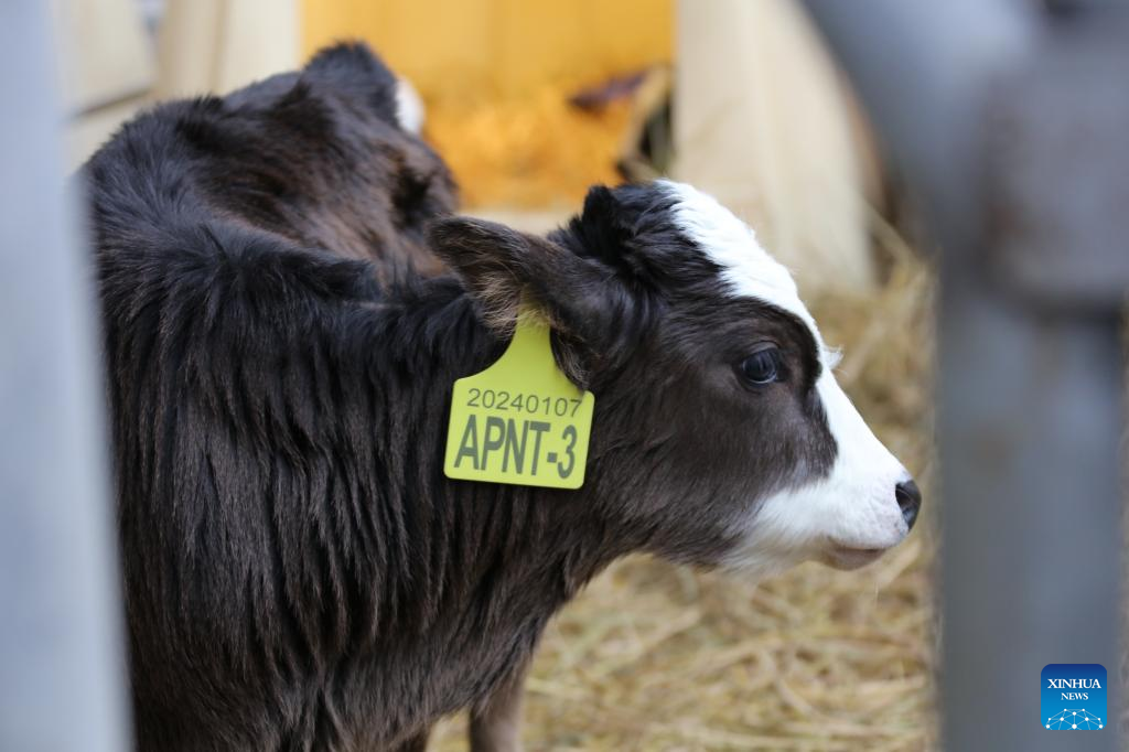 Explainer: Decoding China's success in cloning endangered Xizang cattle