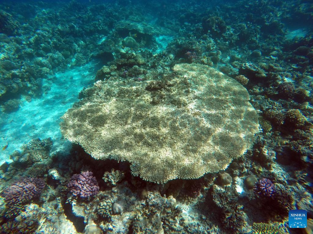 In pics: corals in Red Sea in Hurghada, Egypt