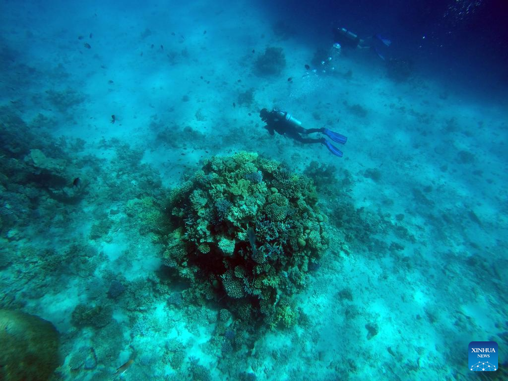 In pics: corals in Red Sea in Hurghada, Egypt