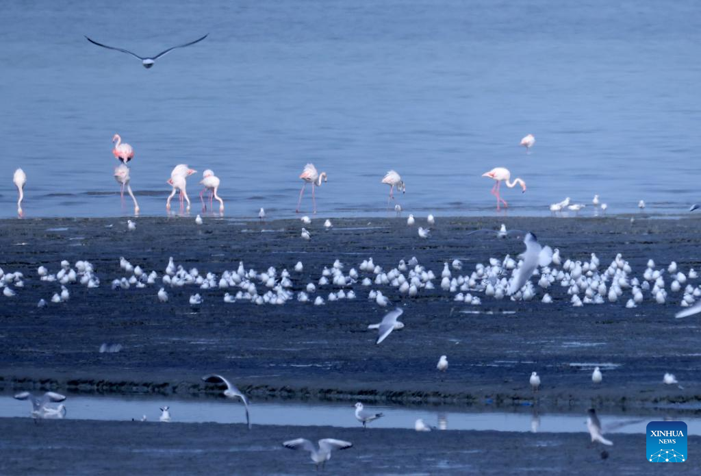 Bird counting event held in Kuwait