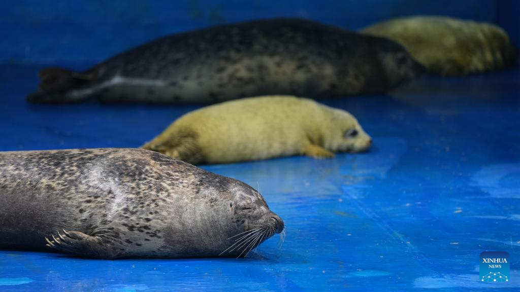 NE China's breeding base dedicated to increasing population of spotted seals