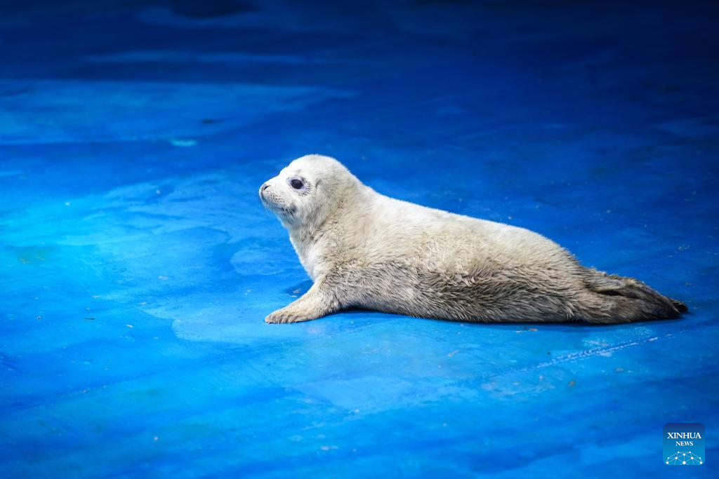 NE China's breeding base dedicated to increasing population of spotted seals