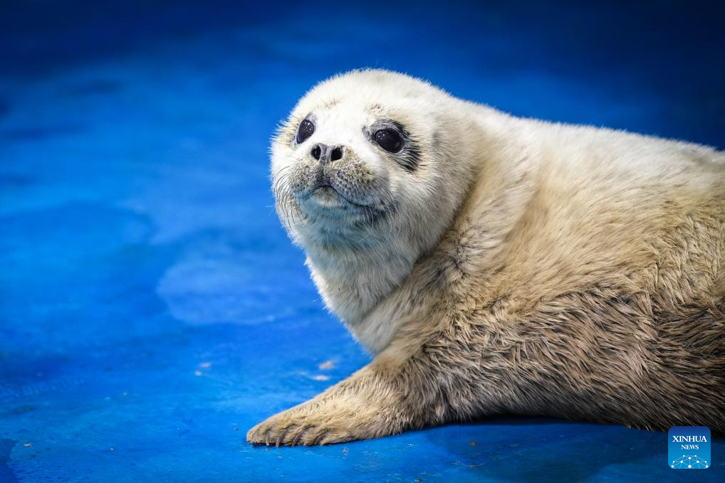 NE China's breeding base dedicated to increasing population of spotted seals