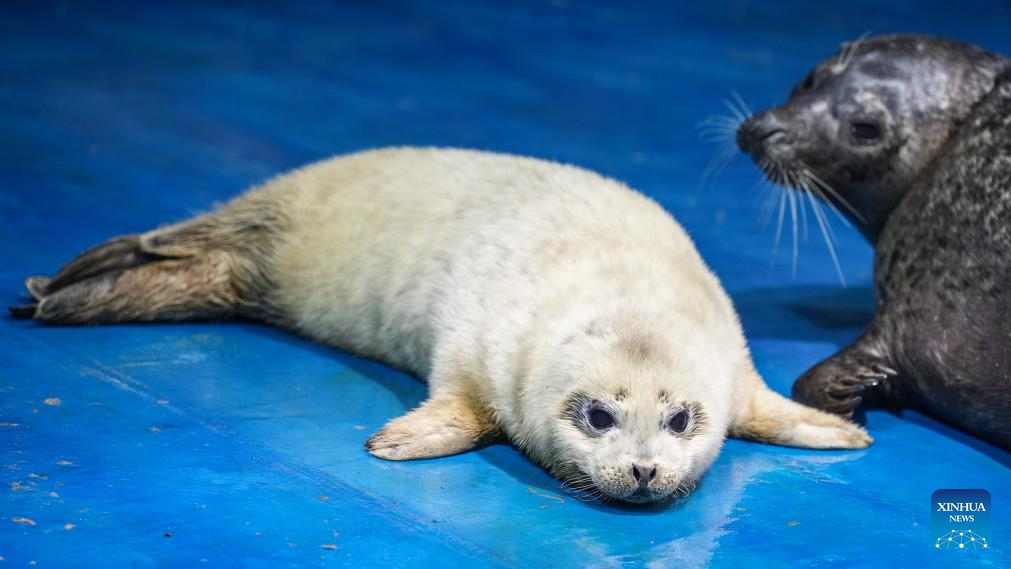 NE China's breeding base dedicated to increasing population of spotted seals