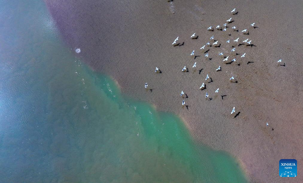 In pics: migratory birds flying over Yellow River in Ningxia