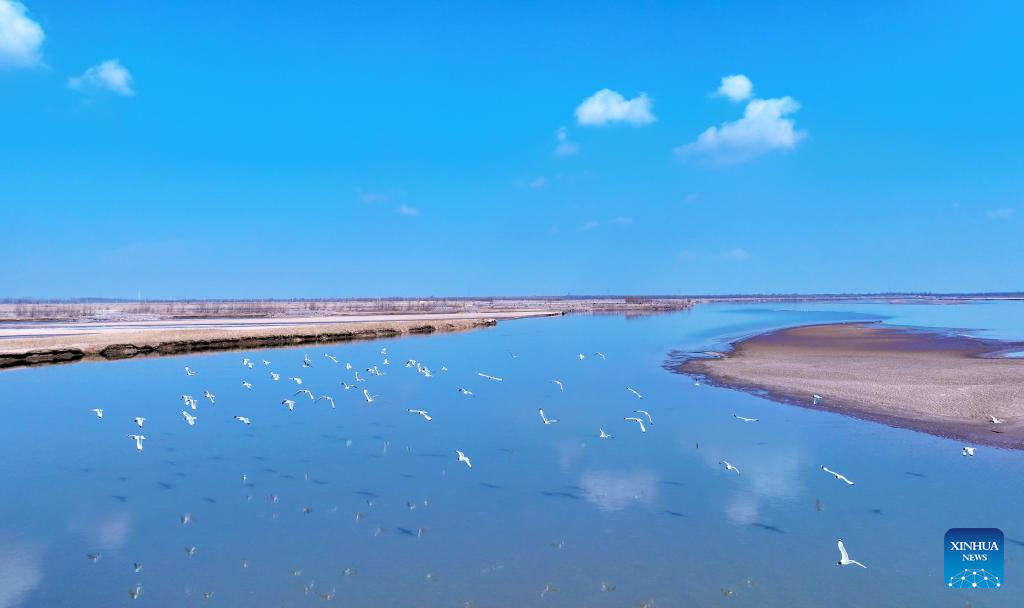 In pics: migratory birds flying over Yellow River in Ningxia