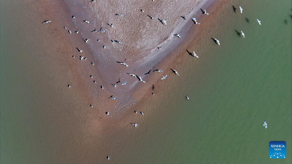 In pics: migratory birds flying over Yellow River in Ningxia