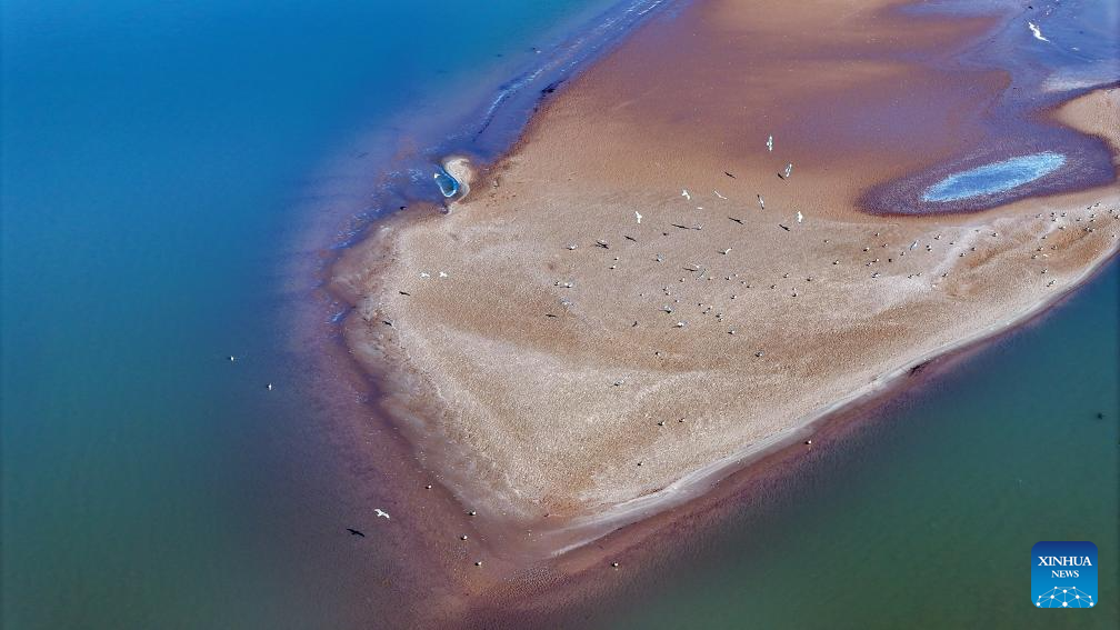 In pics: migratory birds flying over Yellow River in Ningxia