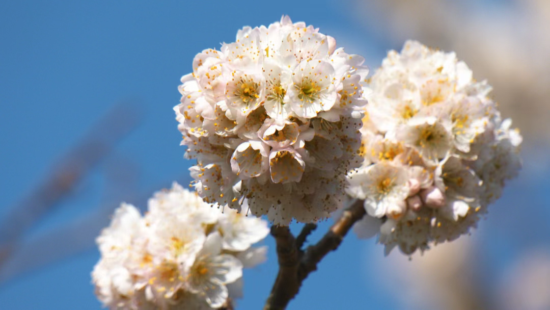 Cherry blossoms bloom in Yunnan