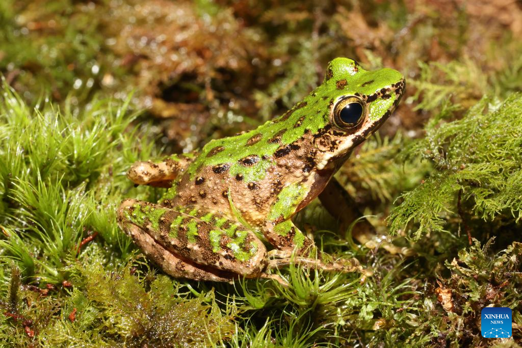 New frog species found in SW China