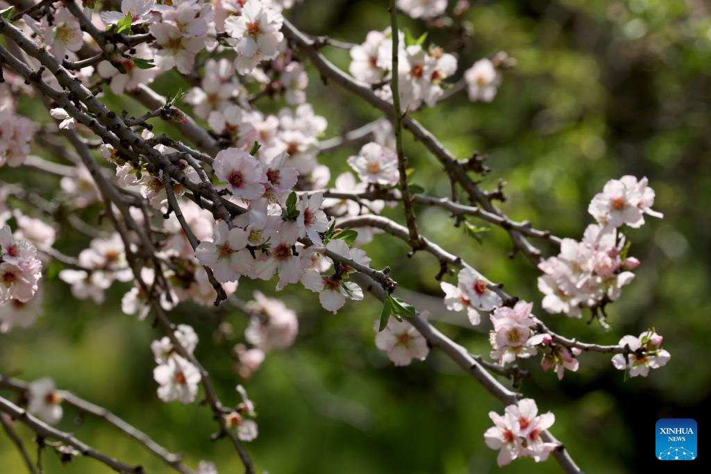 View of almond orchard in Israel