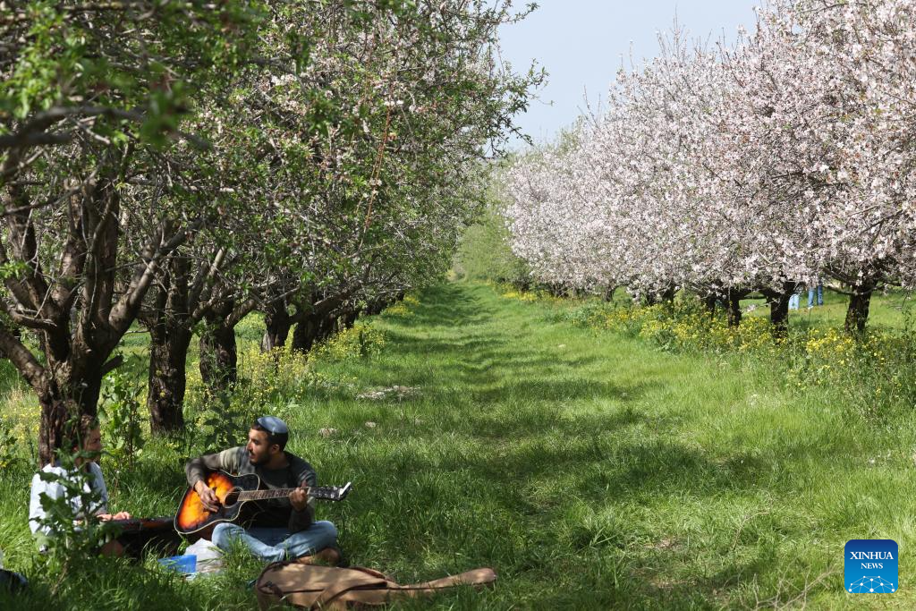 View of almond orchard in Israel