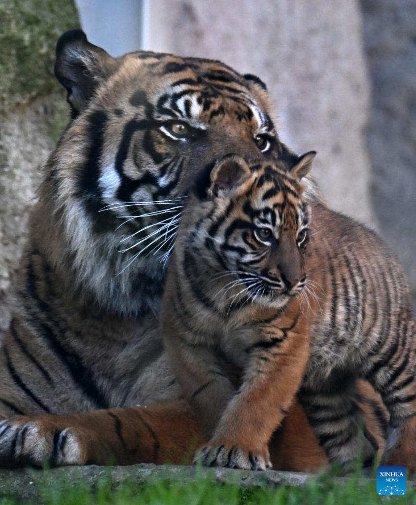 Three months old female tiger cub makes public debut in Rome