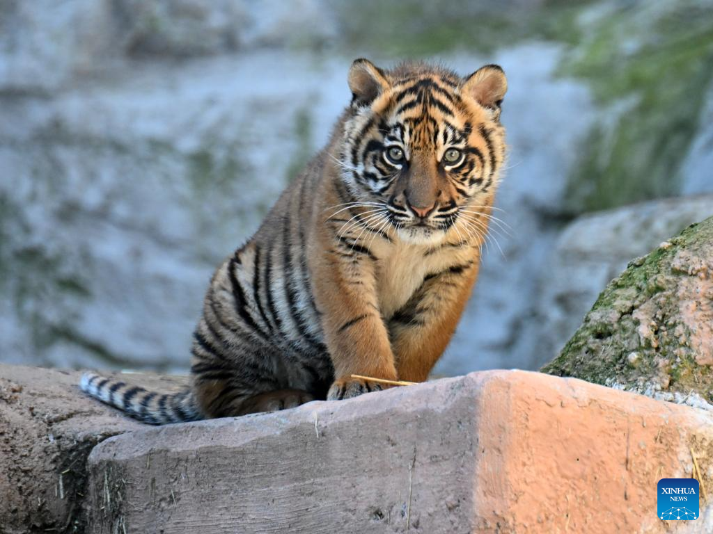 Three months old female tiger cub makes public debut in Rome