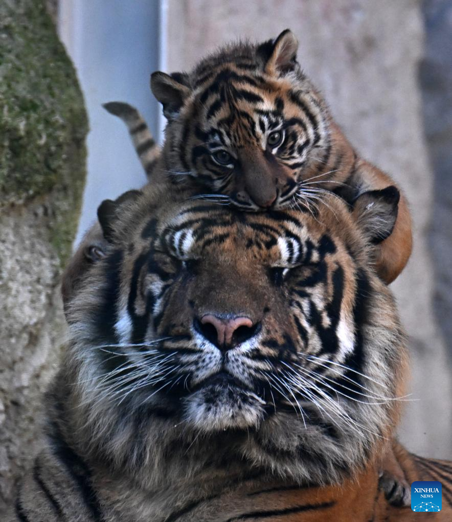 Three months old female tiger cub makes public debut in Rome