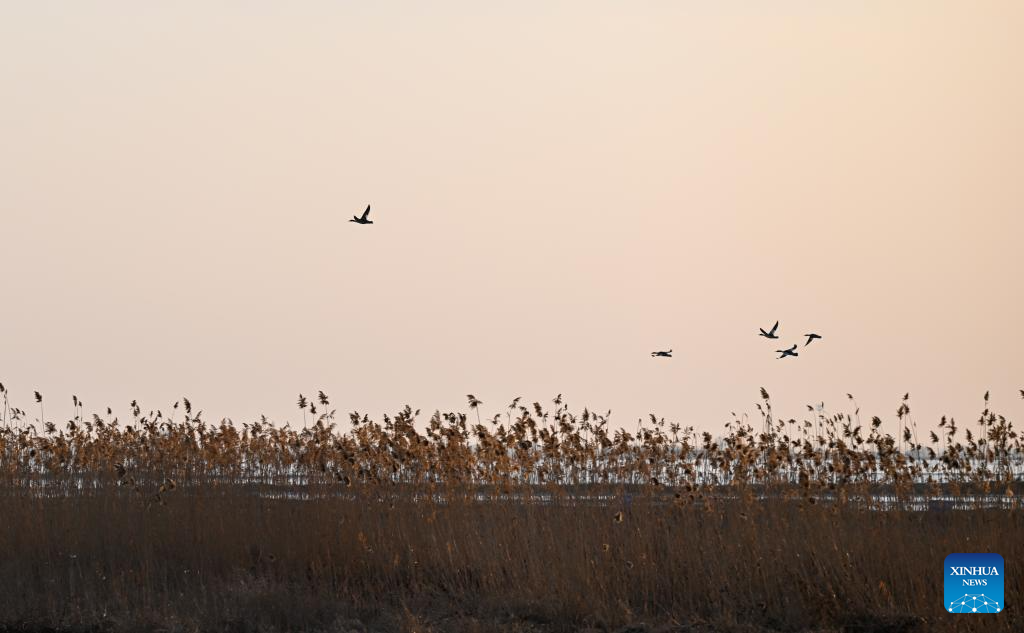 Migratory birds seen in Hailiu reservoir in N China's Inner Mongolia