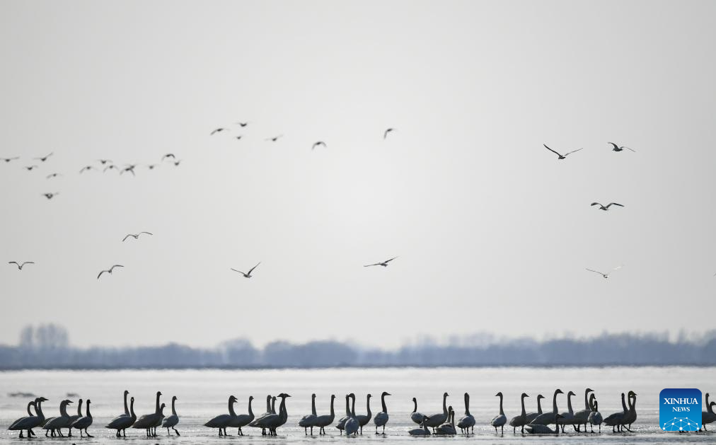 Migratory birds seen in Hailiu reservoir in N China's Inner Mongolia