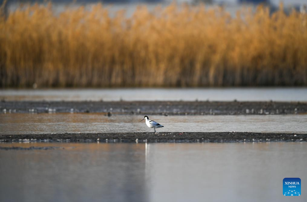 Migratory birds seen in Hailiu reservoir in N China's Inner Mongolia