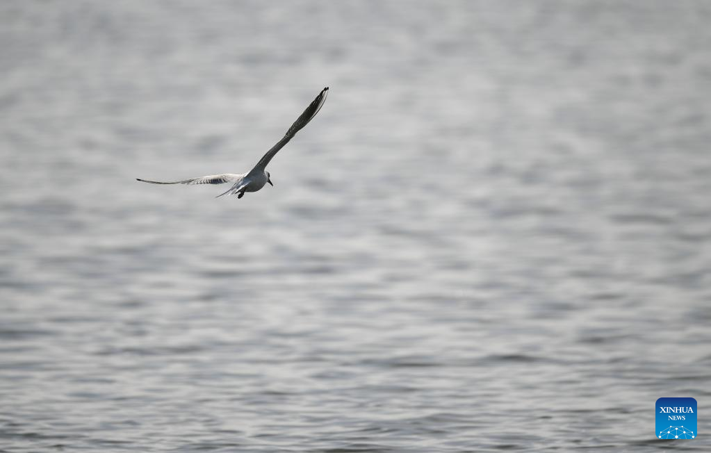 Migratory birds seen in Hailiu reservoir in N China's Inner Mongolia