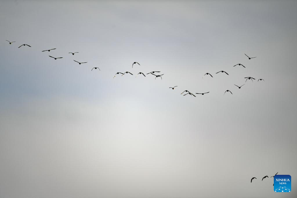 Migratory birds seen in Hailiu reservoir in N China's Inner Mongolia