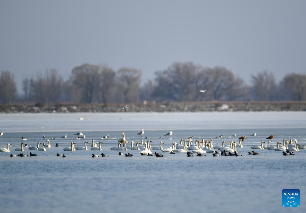 Migratory birds seen in Hailiu reservoir in N China's Inner Mongolia