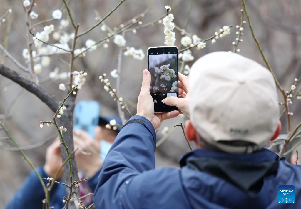 Visitors enjoy plum blossom in Beijing