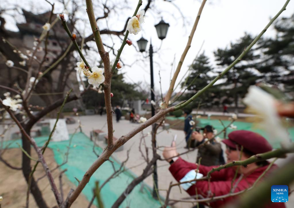 Visitors enjoy plum blossom in Beijing