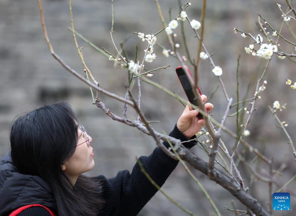 Visitors enjoy plum blossom in Beijing