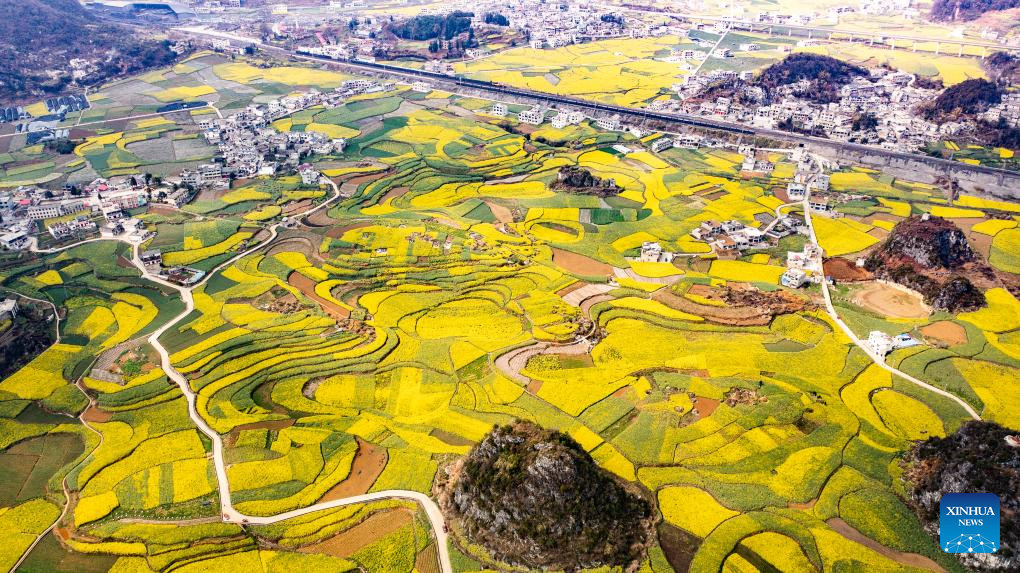 Scenery of cole flower fields in Liupanshui, China's Guizhou