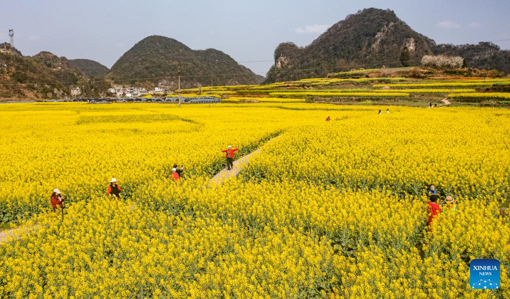 Scenery of cole flower fields in Liupanshui, China's Guizhou