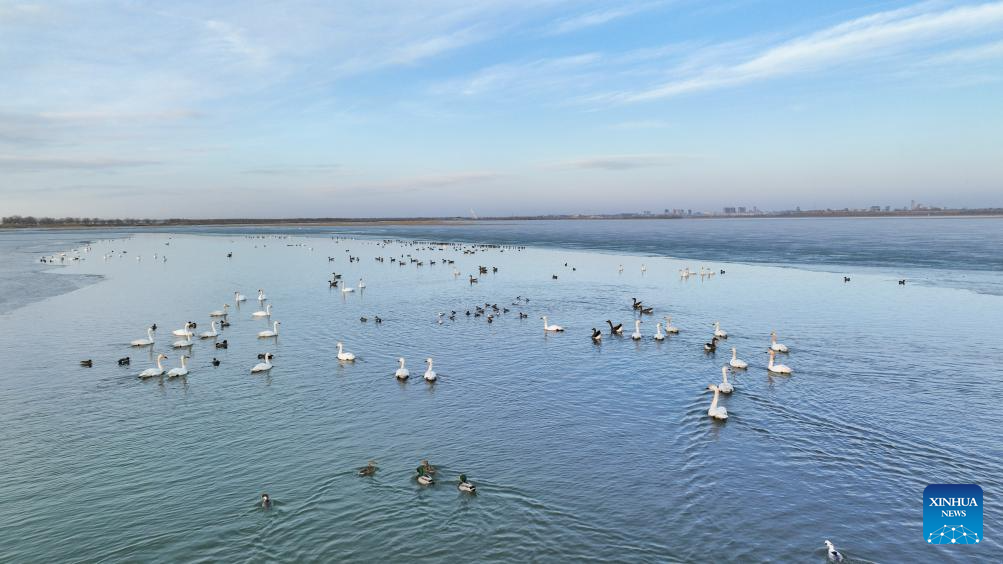 Migratory birds seen at Wolong Lake wetland in Kangping County, China's Liaoning