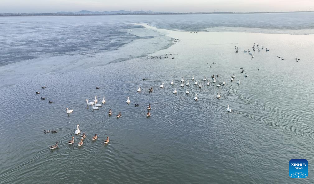 Migratory birds seen at Wolong Lake wetland in Kangping County, China's Liaoning