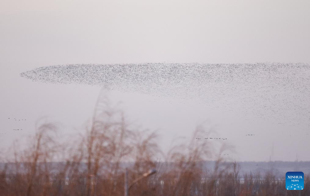 Migratory birds seen at Wolong Lake wetland in Kangping County, China's Liaoning