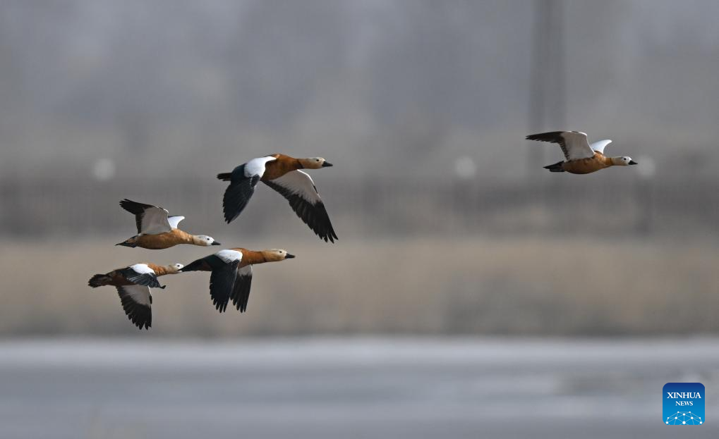 Migratory birds seen at wetland near Yellow River in N China's Inner Mongolia