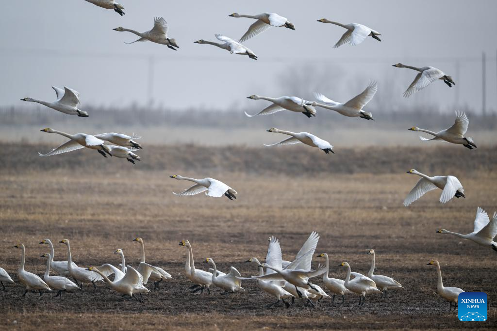 Migratory birds seen at wetland near Yellow River in N China's Inner Mongolia