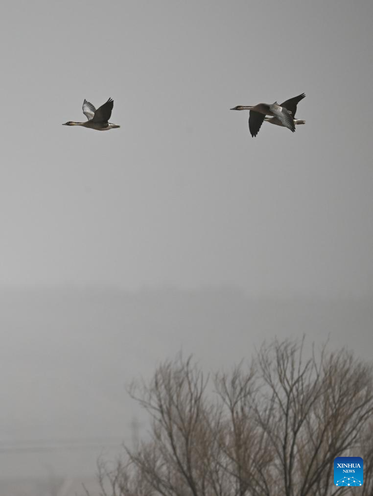 Migratory birds seen at wetland near Yellow River in N China's Inner Mongolia