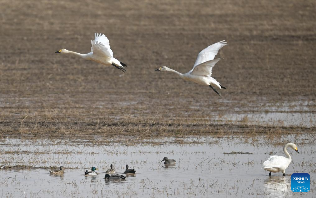 Migratory birds seen at wetland near Yellow River in N China's Inner Mongolia