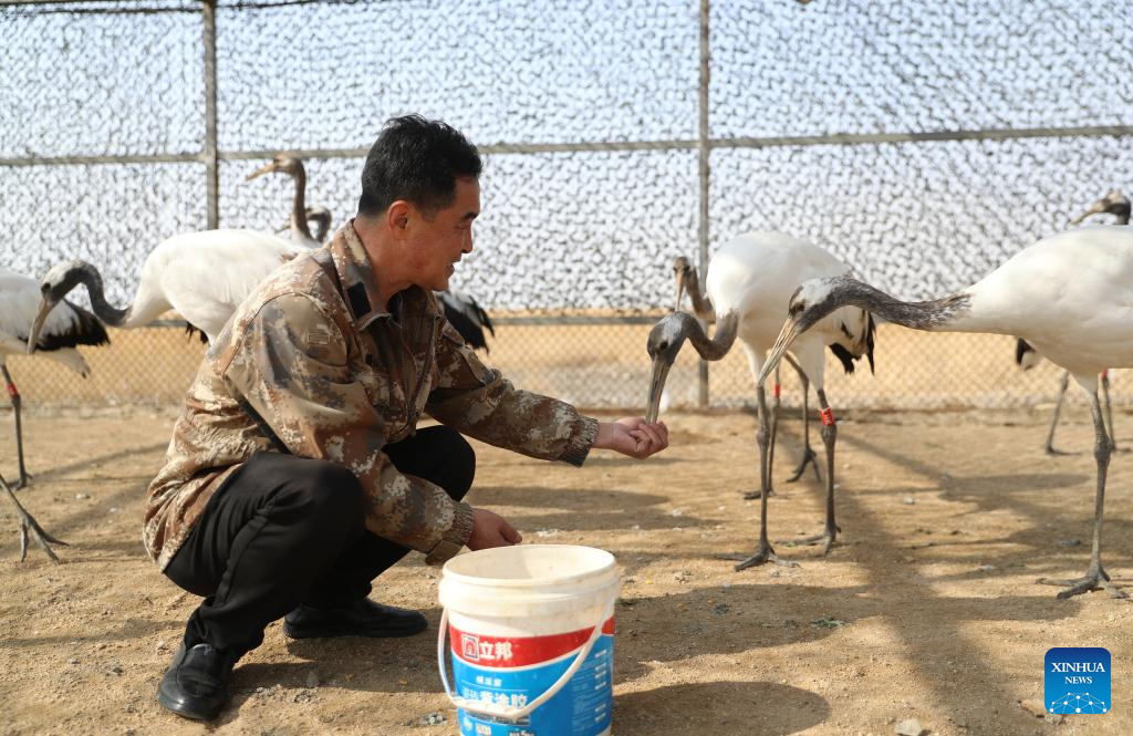 Pic story: breeder of red-crowned cranes in Panjin, NE China